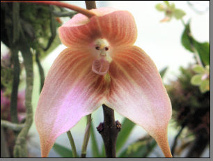 Orchidee